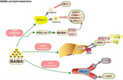 Signaling metabolite β-aminoisobutyric acid as a metabolic regulator, biomarker, and potential exercise pill